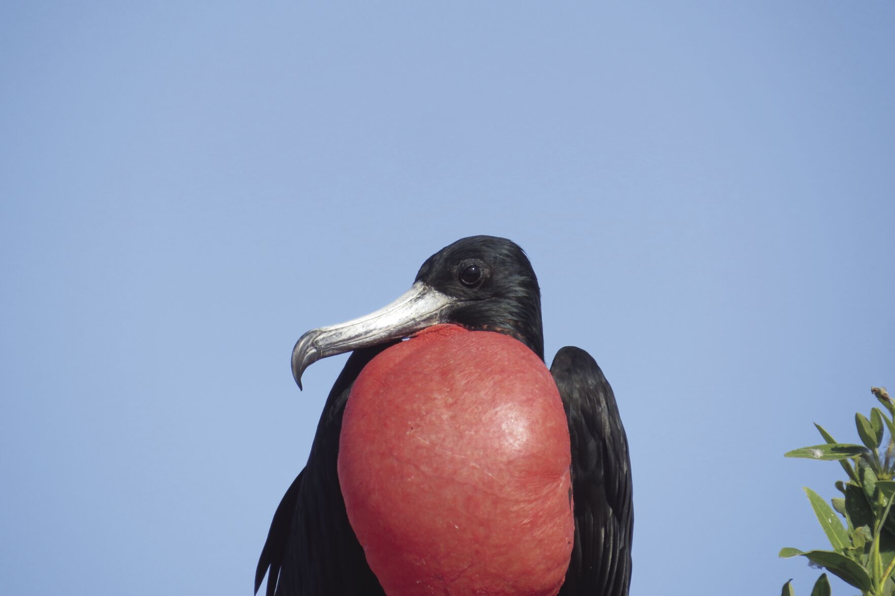 Audubon Society will present 'Birding the Lesser Antilles'